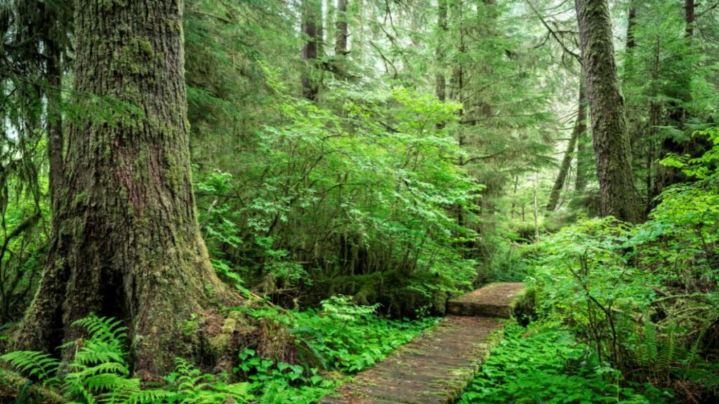 The boardwalk through the giant trees of the Carmanah Walbran Valley.