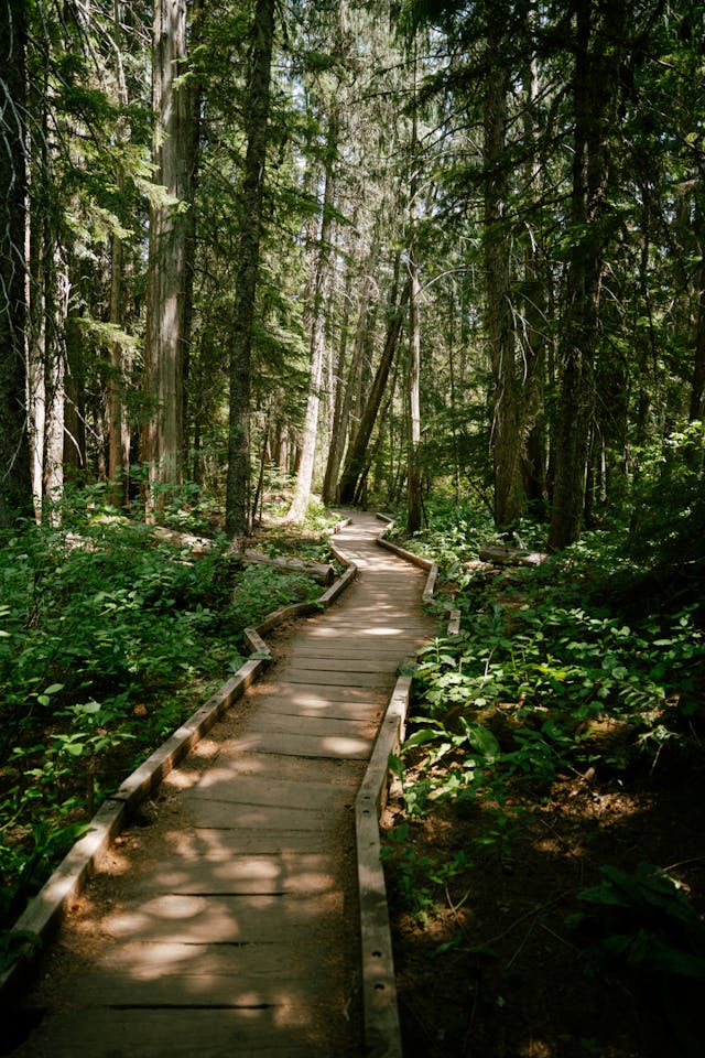 Hiking The Temperate Rainforest