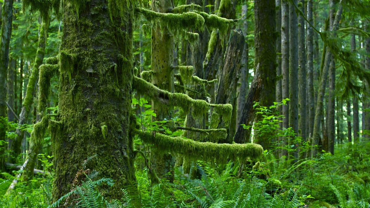 A Field Guide To Pacific Northwest Flora, Fauna And Fungi