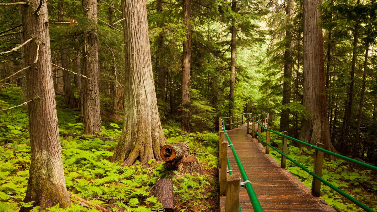 Hiking The Inland Temperate Rainforests of British Columbia