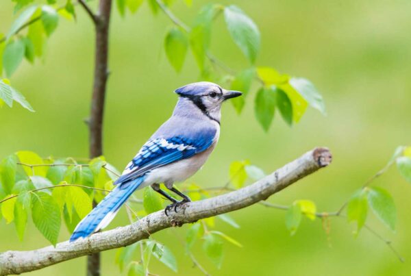 Mindful Birdwatching