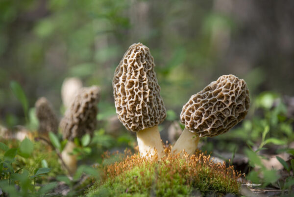 Mushroom Identification