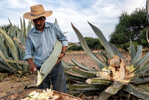 Mexico Sacred Plants And Mushrooms