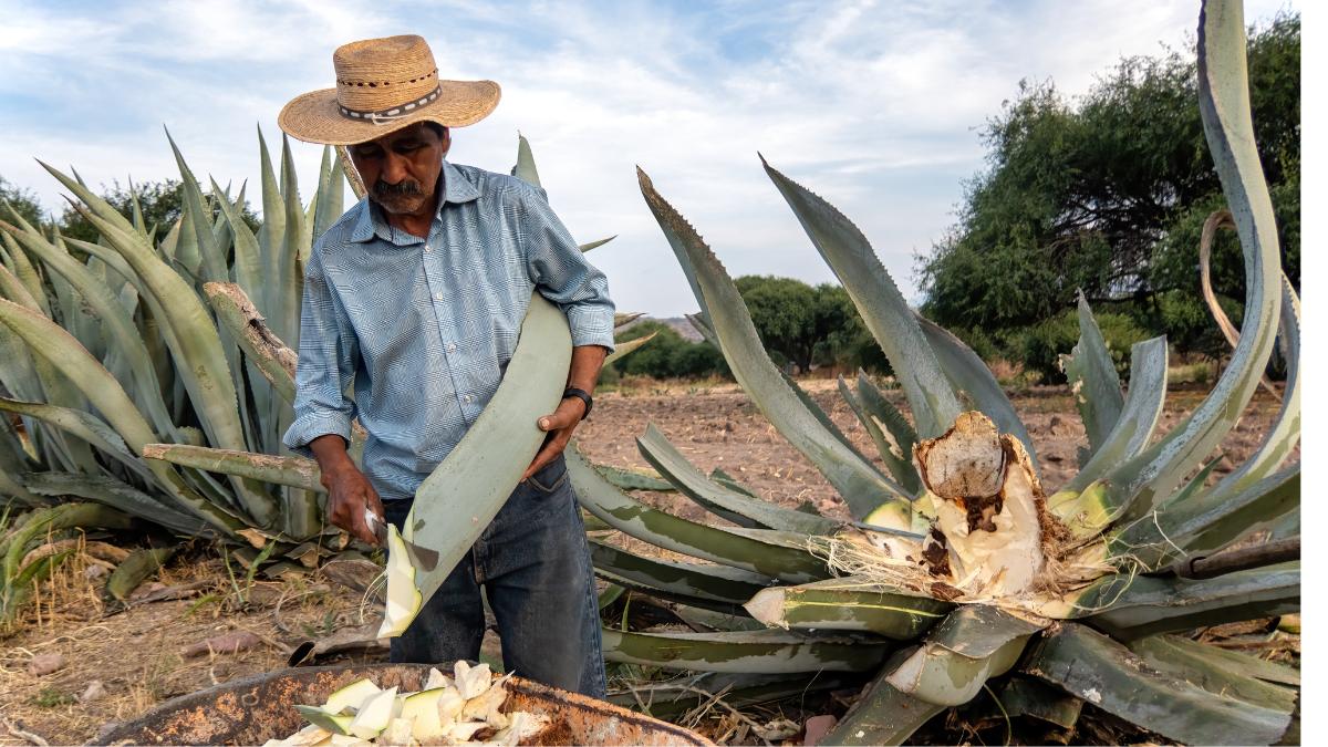 10 Medicinal Plants And Sacred Mushrooms Found In Mexico