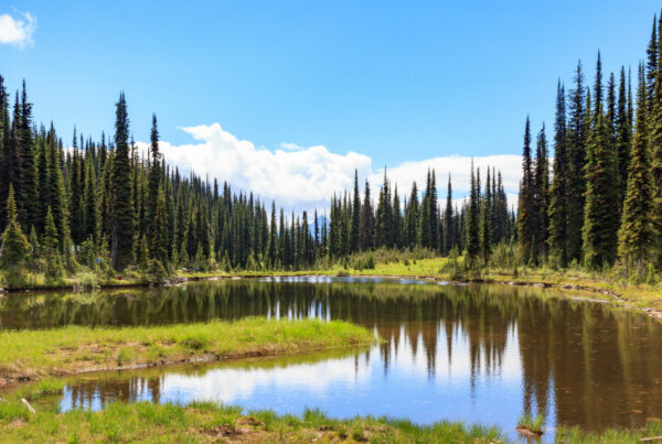 Mount Revelstoke Meadows In The Sky