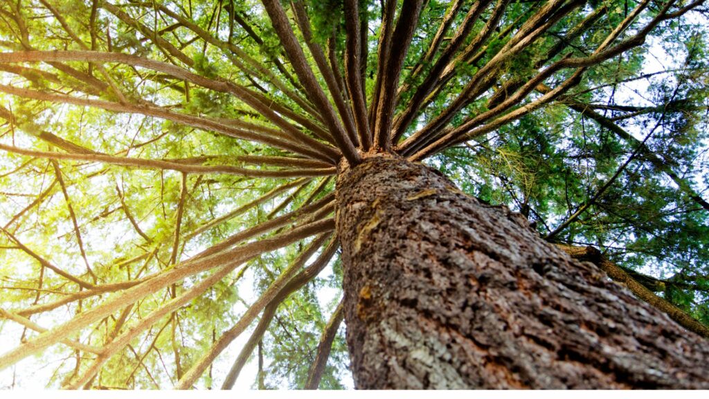 Old-Growth Douglas Fir