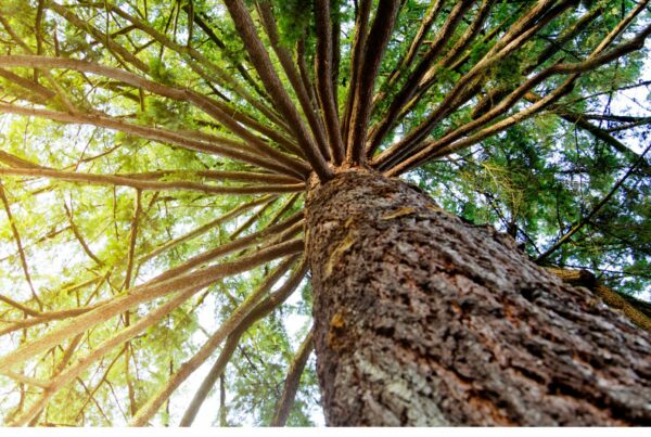 Old-Growth Douglas Fir