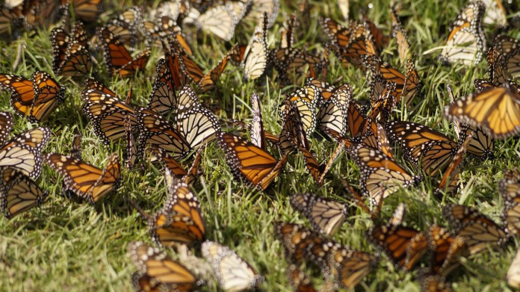 Reserva de la Biósfera Santuario Mariposa Monarca