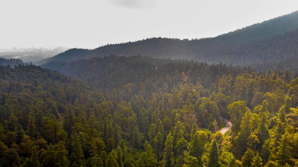 5. Desierto De Los Leones National Park