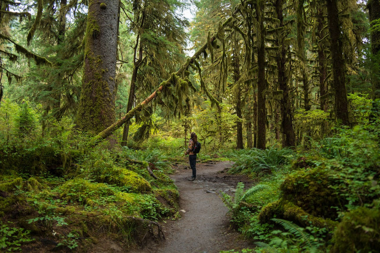 10 Certification Programs For Ecotherapy, Forest Therapy And Shinrin-Yoku