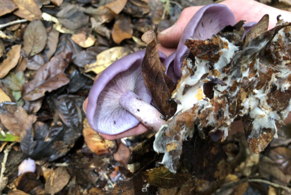 Costa Rica Mushroom Foraging Tour