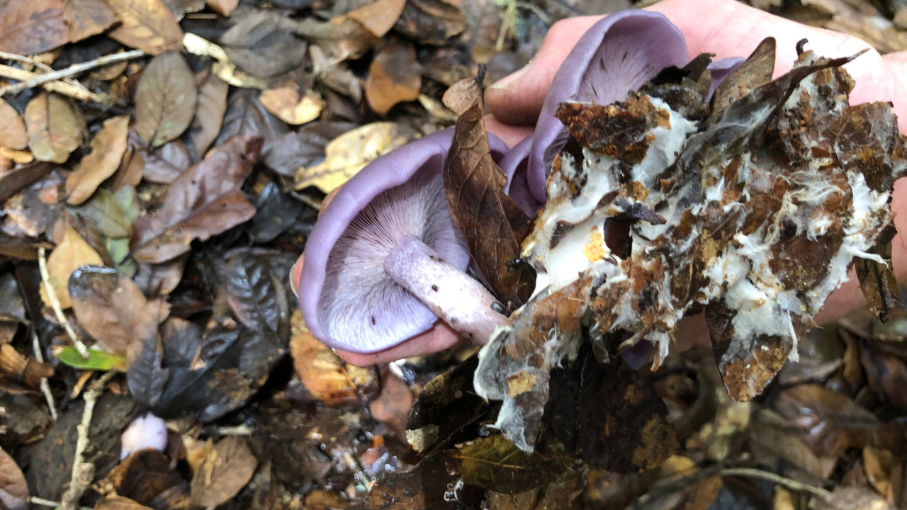 Mushroom Foraging In The Cloud Forests of Costa Rica